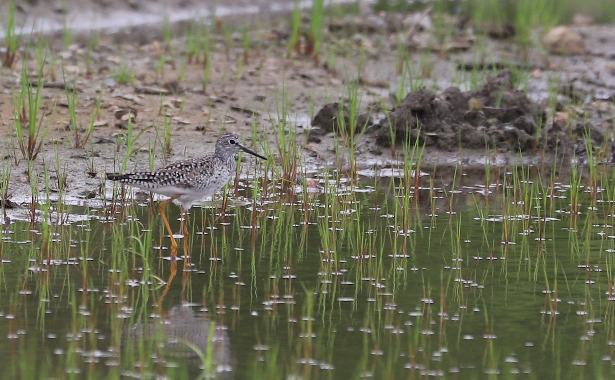 Lesser Yellowlegs - ML619786367