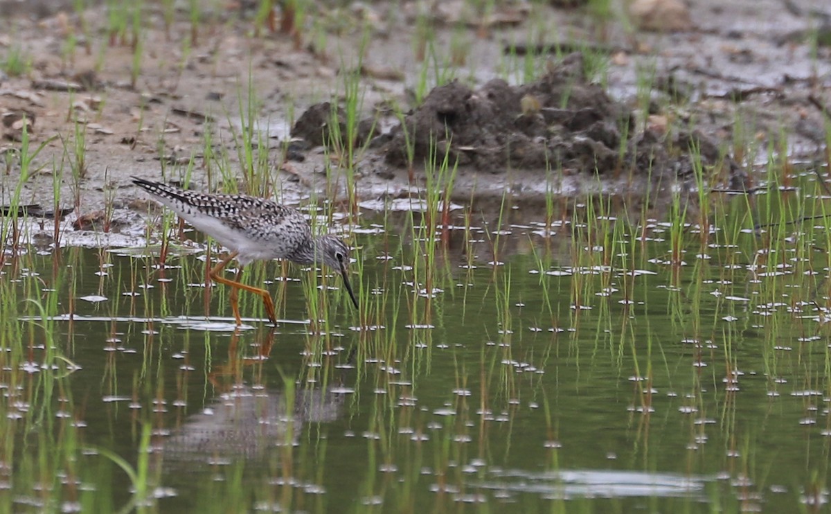 Lesser Yellowlegs - ML619786369