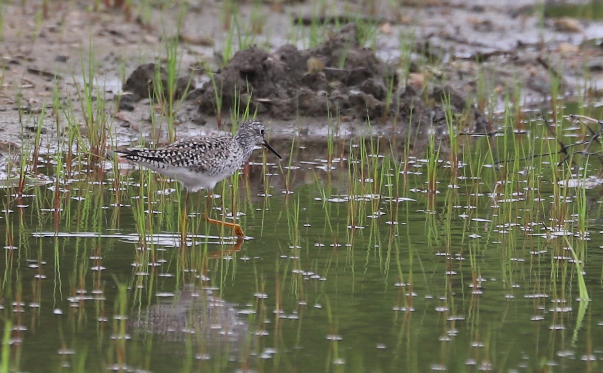 Lesser Yellowlegs - ML619786371