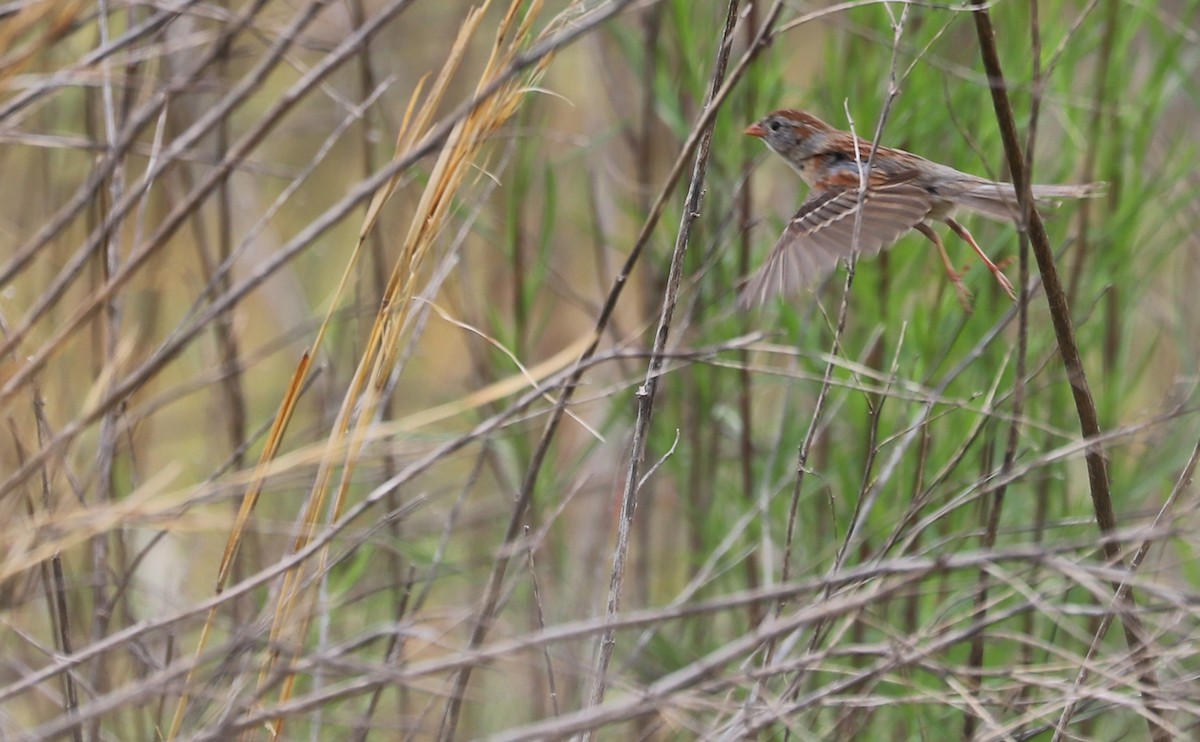 Field Sparrow - ML619786387