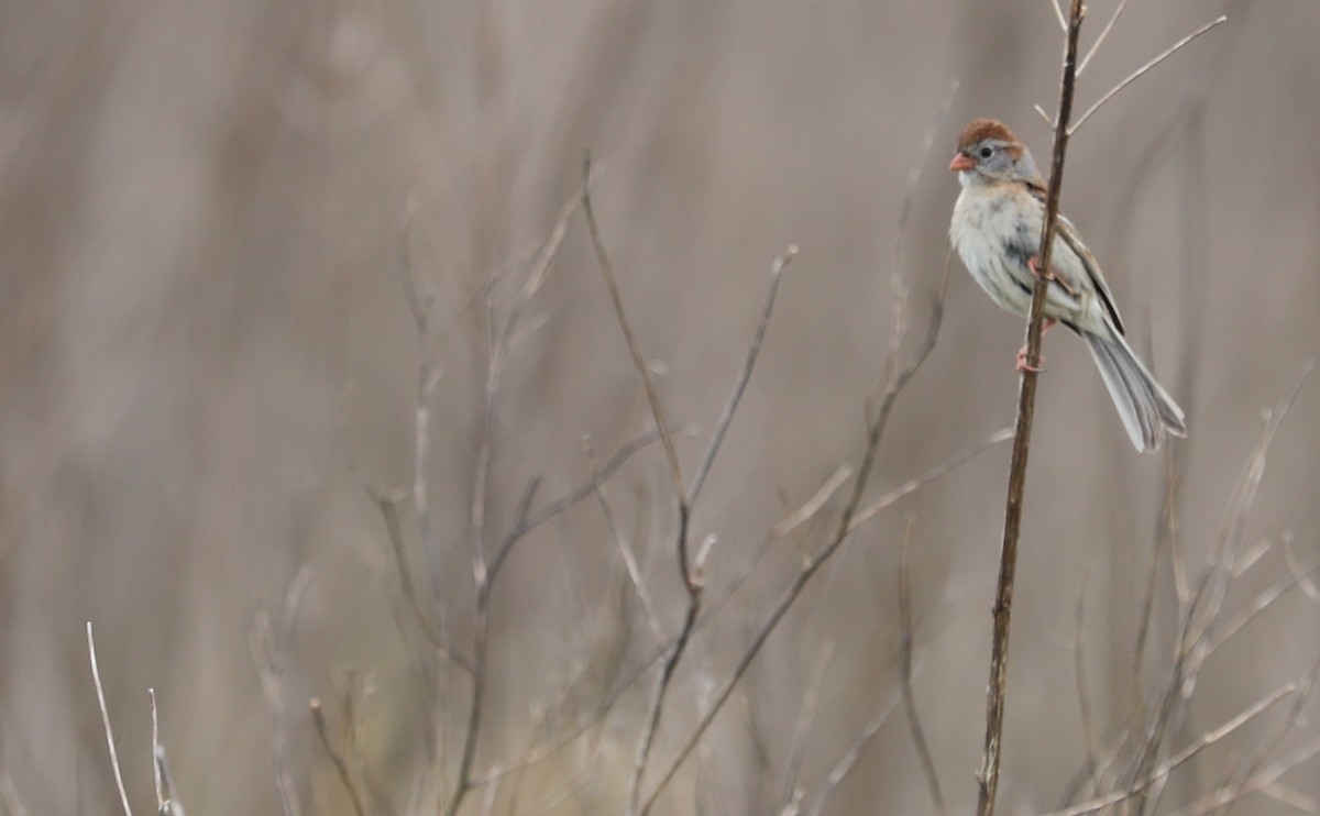 Field Sparrow - ML619786393