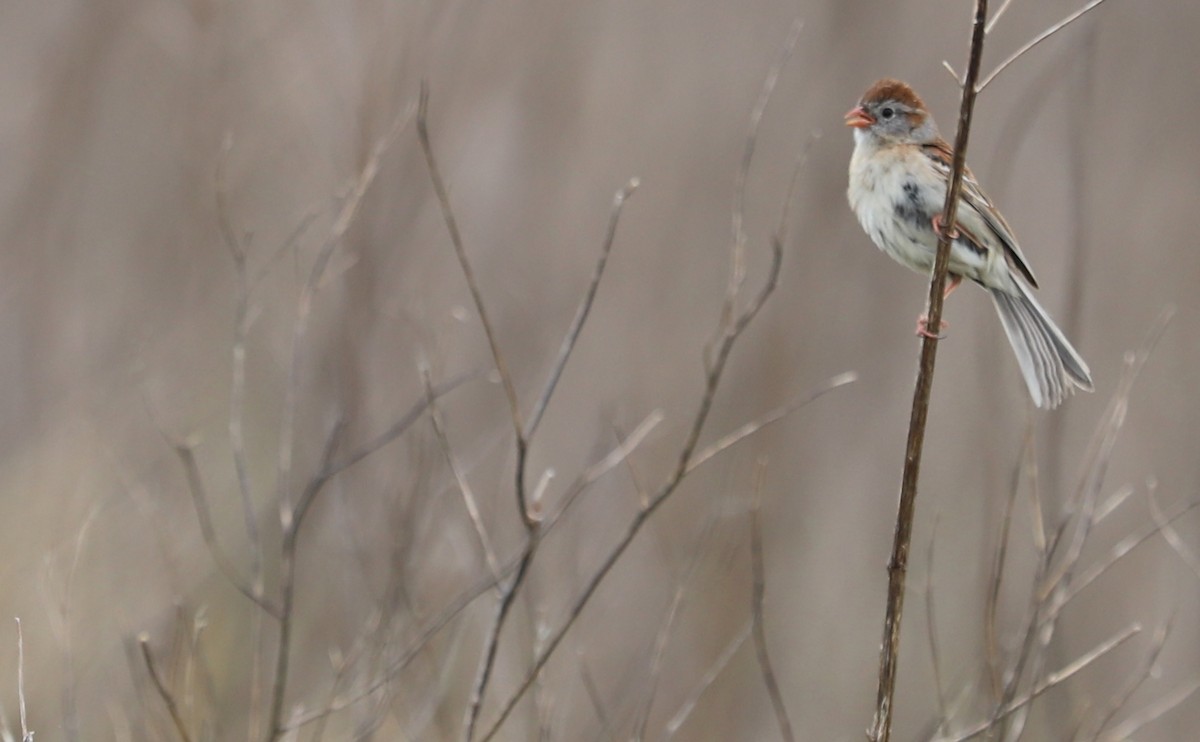 Field Sparrow - ML619786395