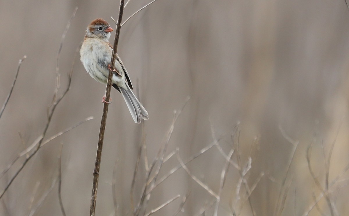 Field Sparrow - ML619786399