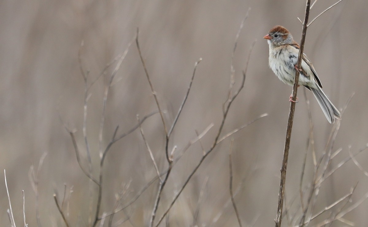 Field Sparrow - ML619786406