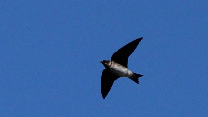 Purple Martin - ML619786407