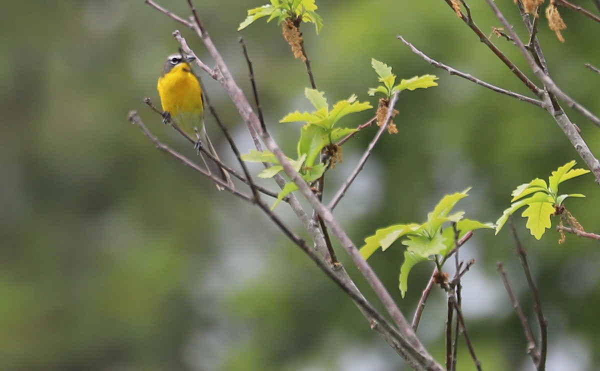 Yellow-breasted Chat - ML619786409
