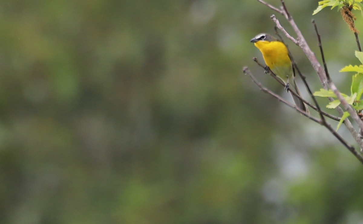 Yellow-breasted Chat - ML619786412