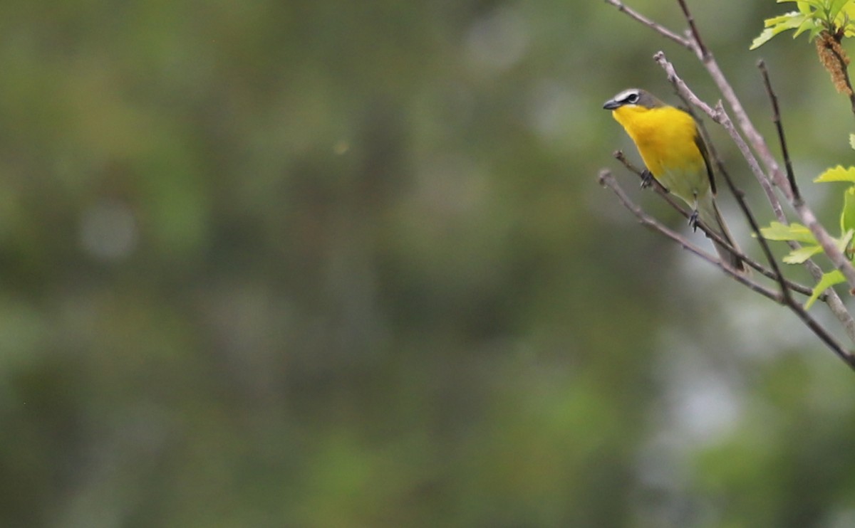 Yellow-breasted Chat - ML619786416