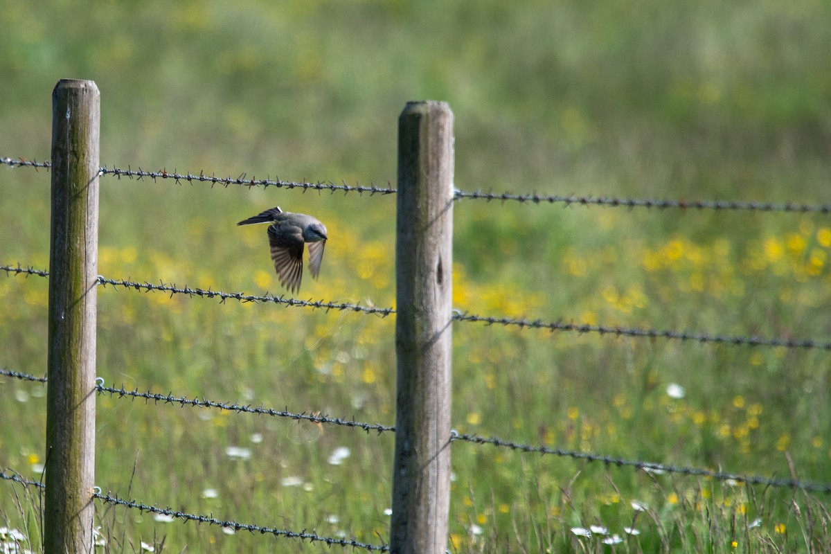 Western Kingbird - ML619786417