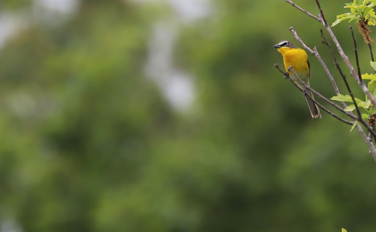 Yellow-breasted Chat - ML619786420