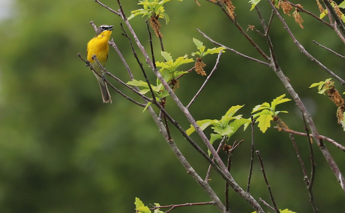 Yellow-breasted Chat - ML619786427
