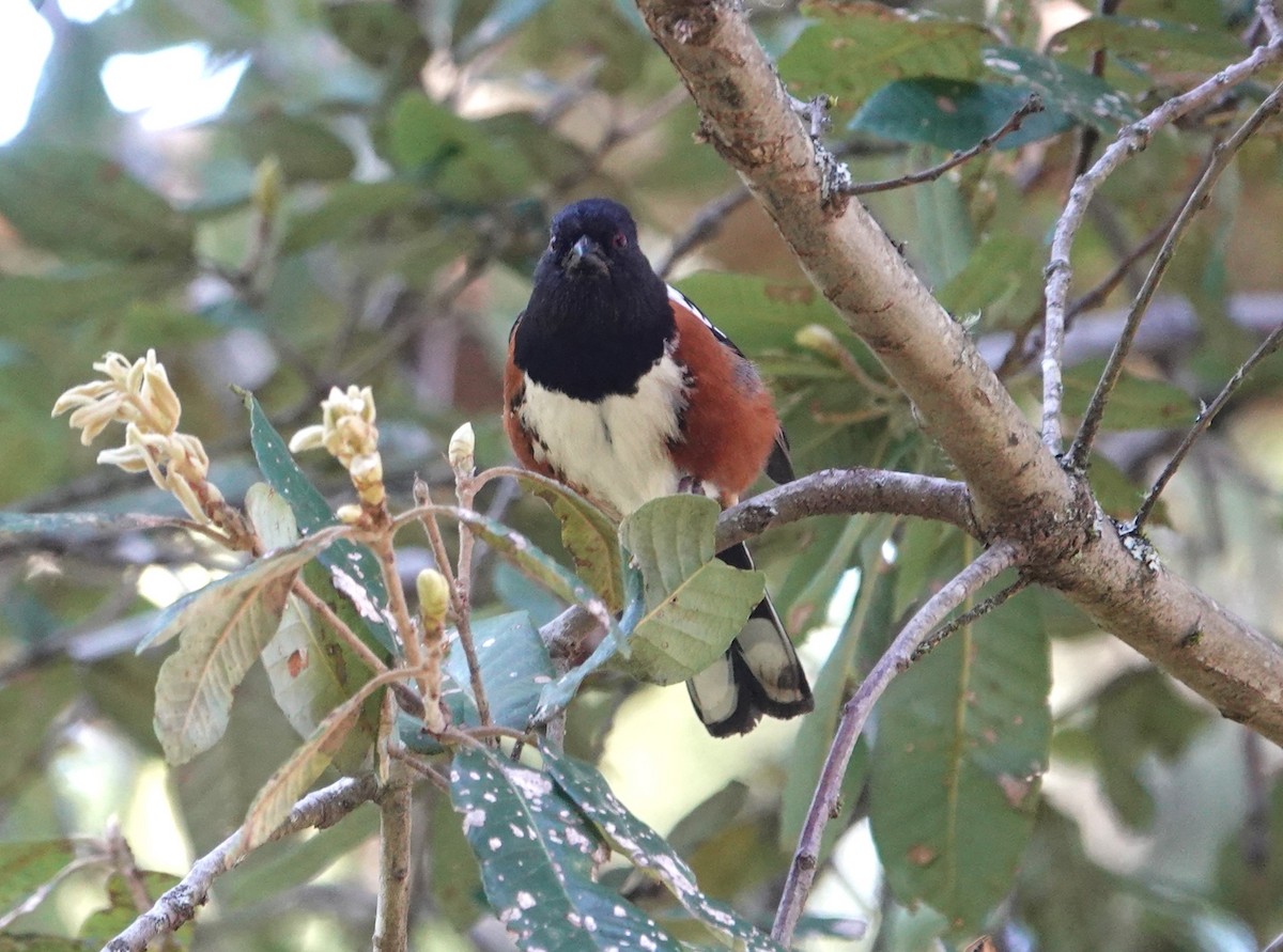 Spotted Towhee - ML619786428