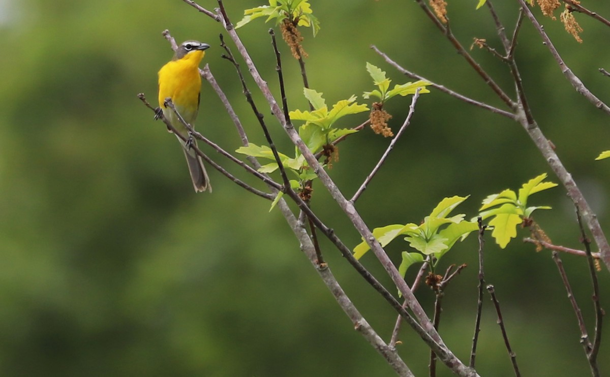 Yellow-breasted Chat - ML619786431