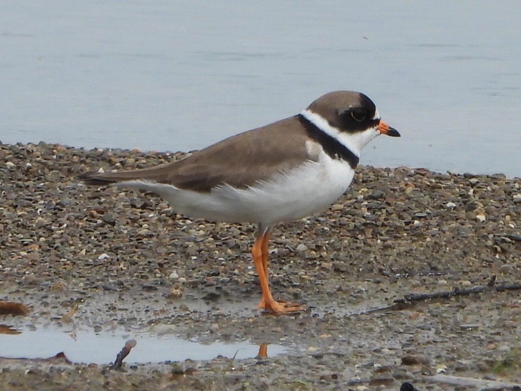 Semipalmated Plover - ML619786437