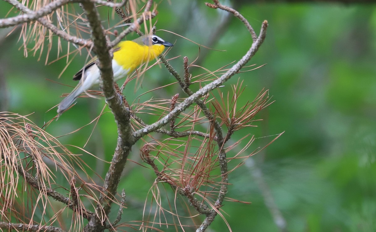 Yellow-breasted Chat - ML619786438
