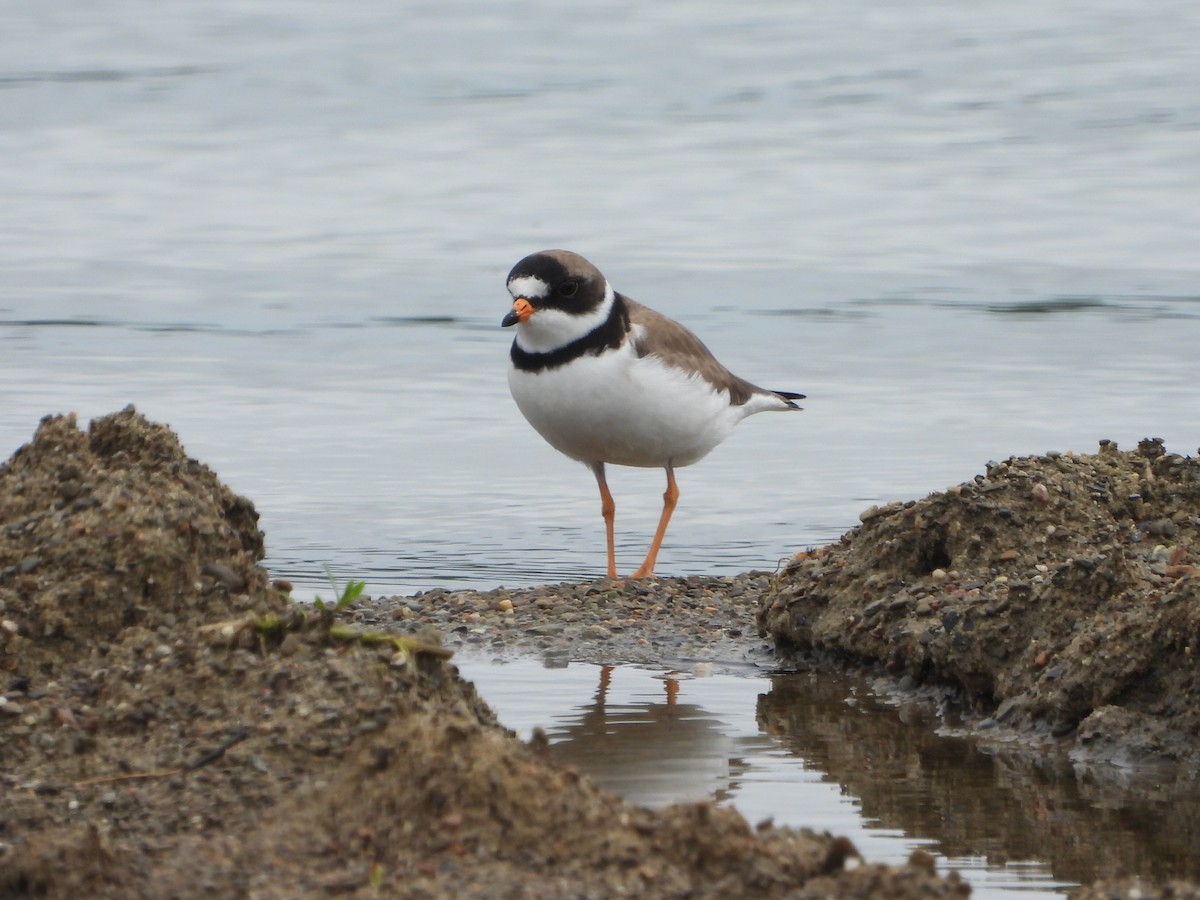 Semipalmated Plover - ML619786443