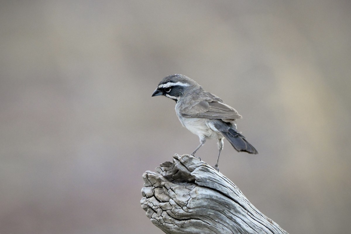 Black-throated Sparrow - Judy Sims