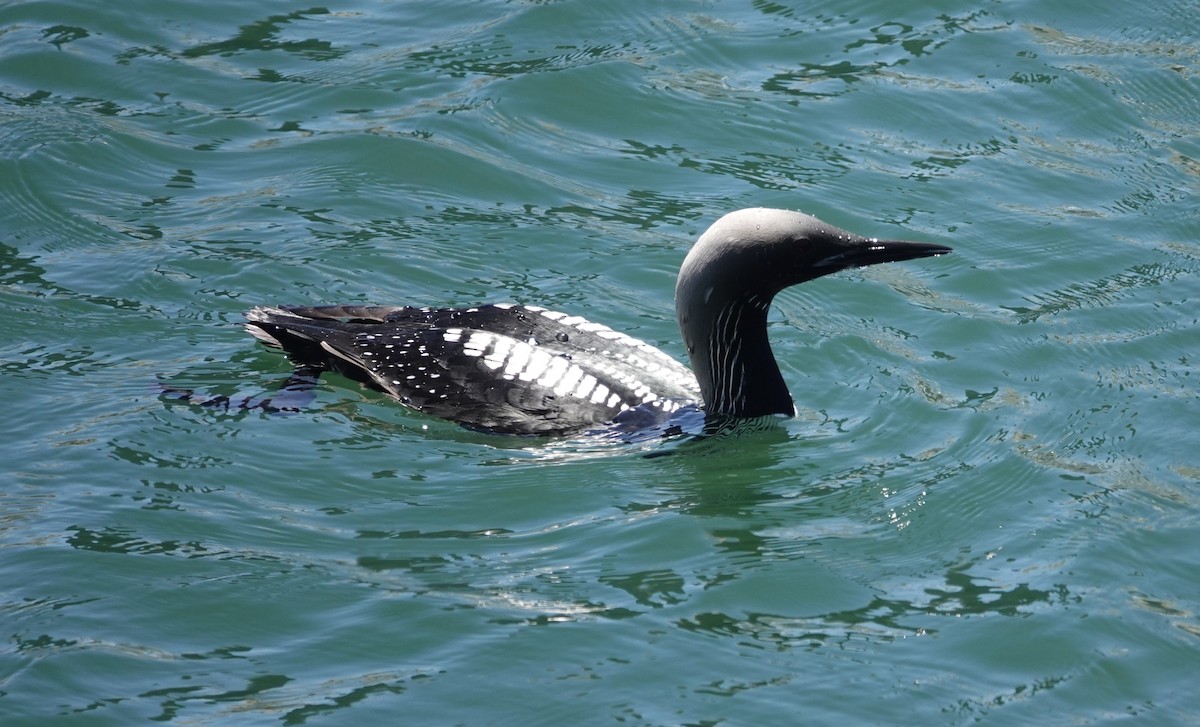 Pacific Loon - ML619786490