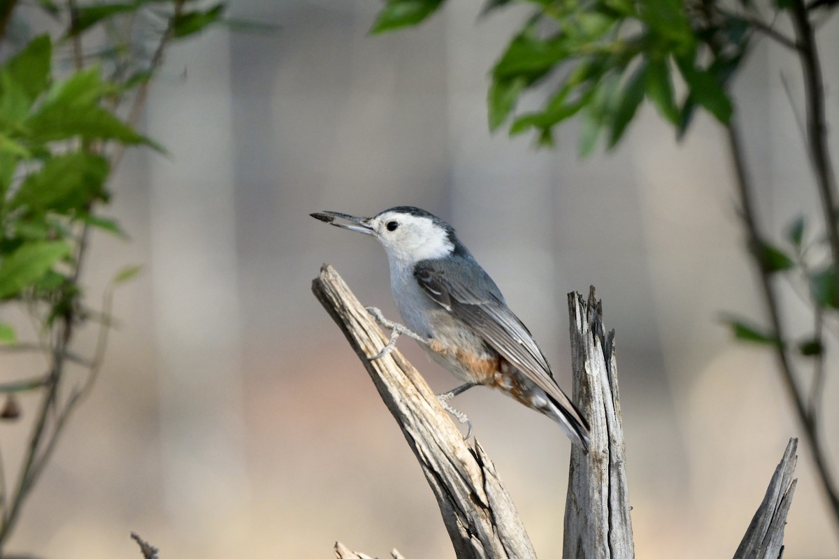 White-breasted Nuthatch - ML619786497