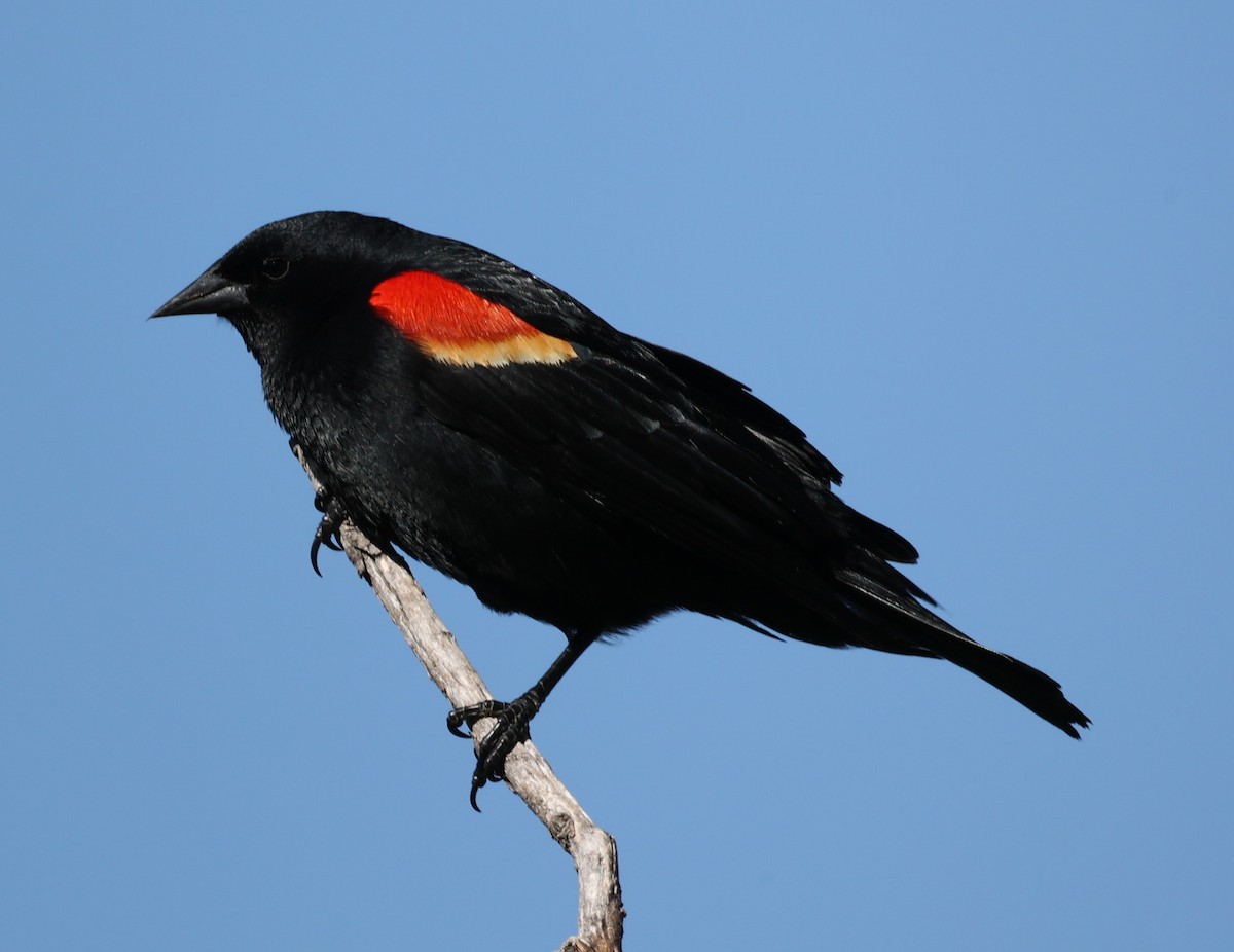Red-winged Blackbird (Red-winged) - ML619786519