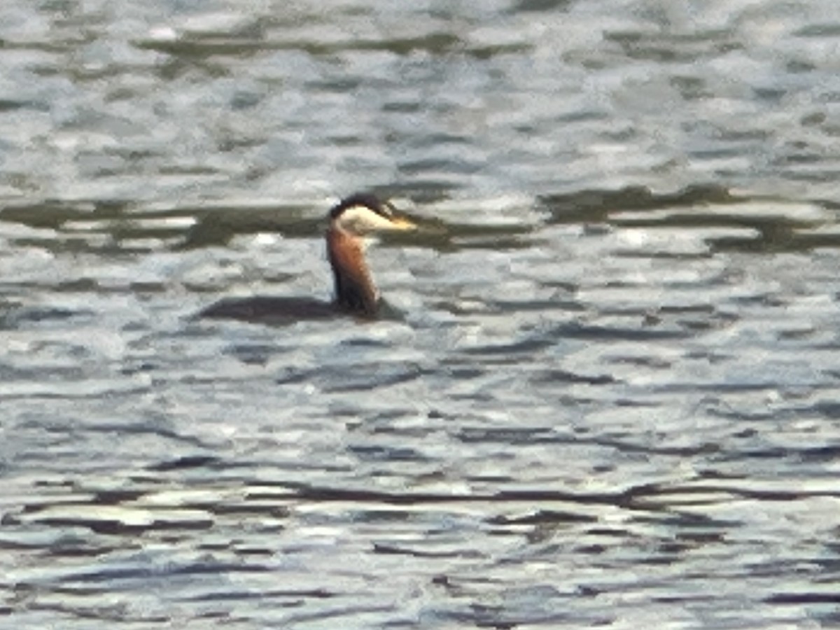 Red-necked Grebe - ML619786520