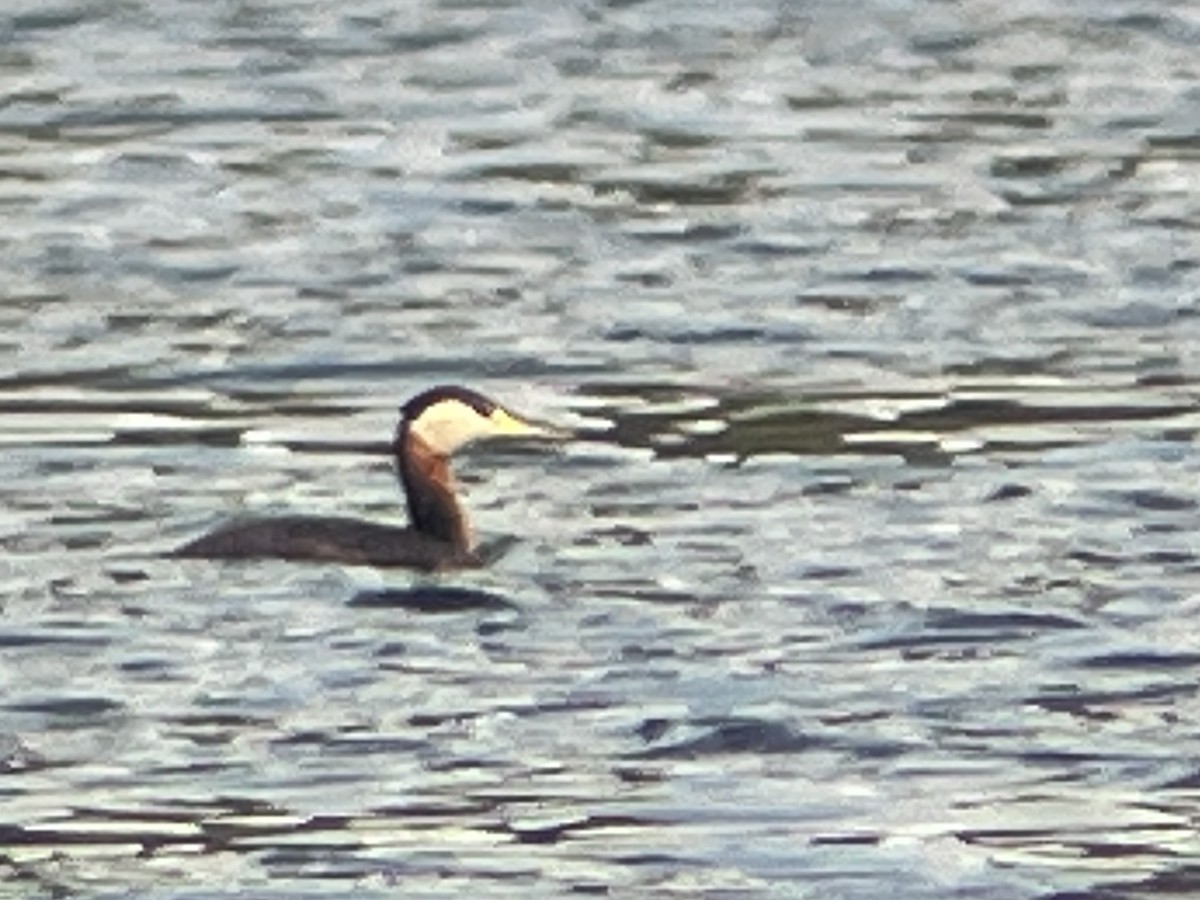 Red-necked Grebe - ML619786521