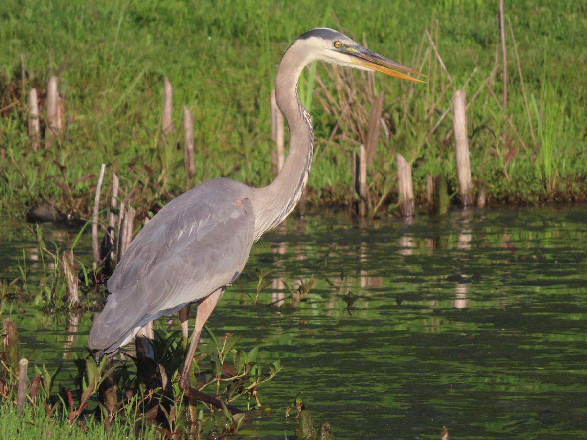 Great Blue Heron - ML619786547