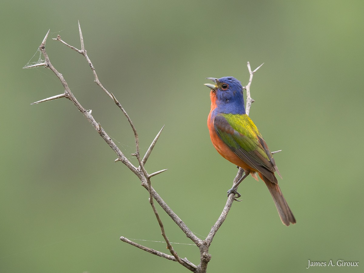 Painted Bunting - ML619786550