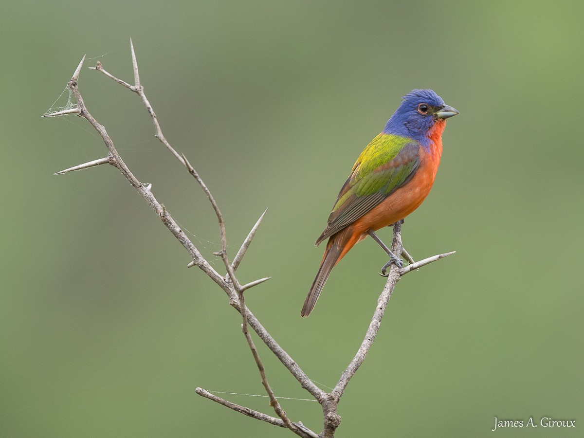 Painted Bunting - ML619786551