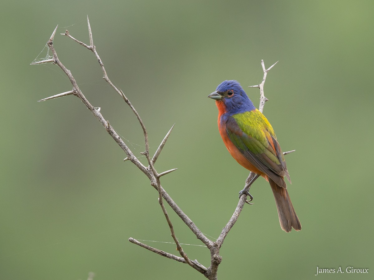 Painted Bunting - ML619786552