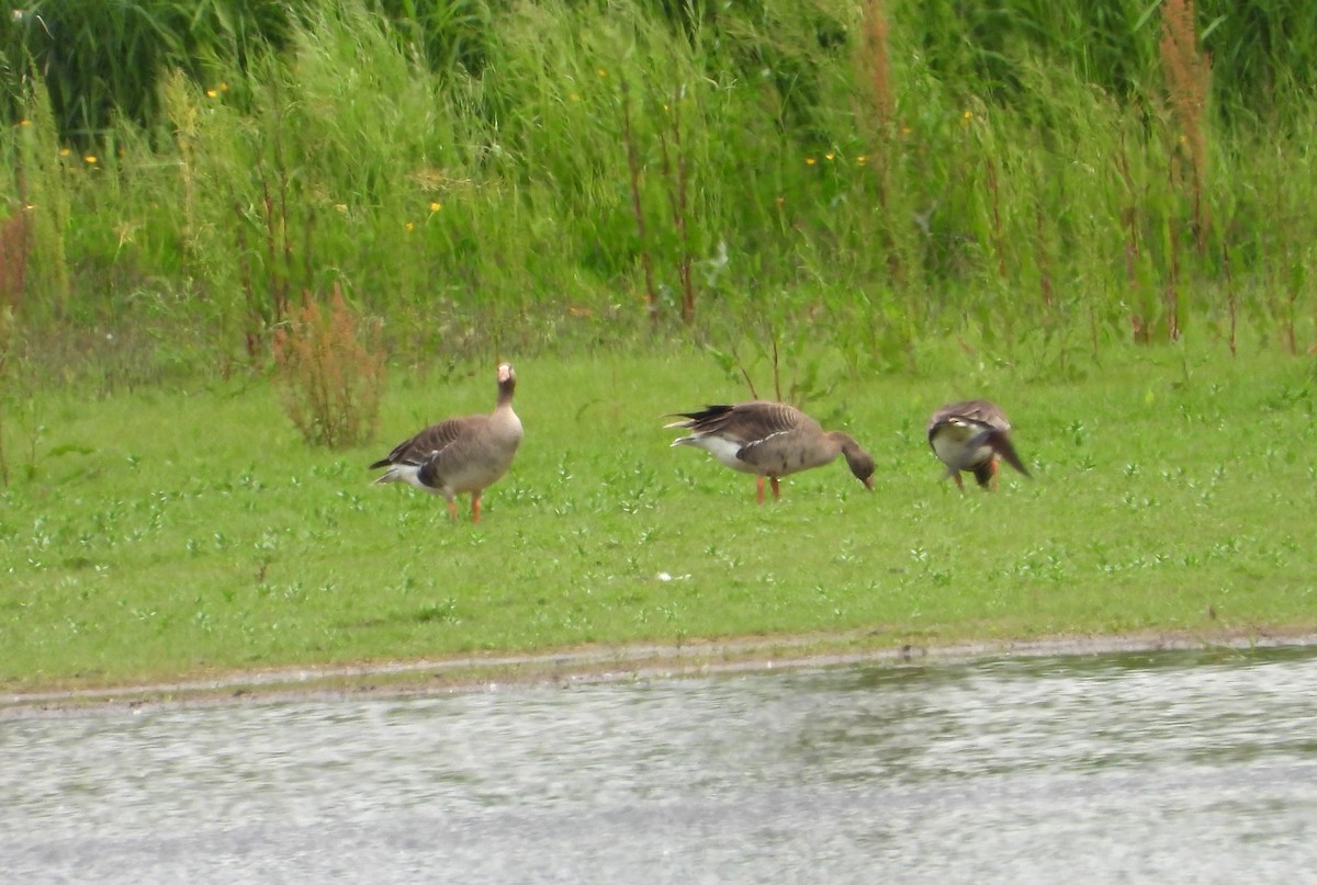 Greater White-fronted Goose - ML619786556