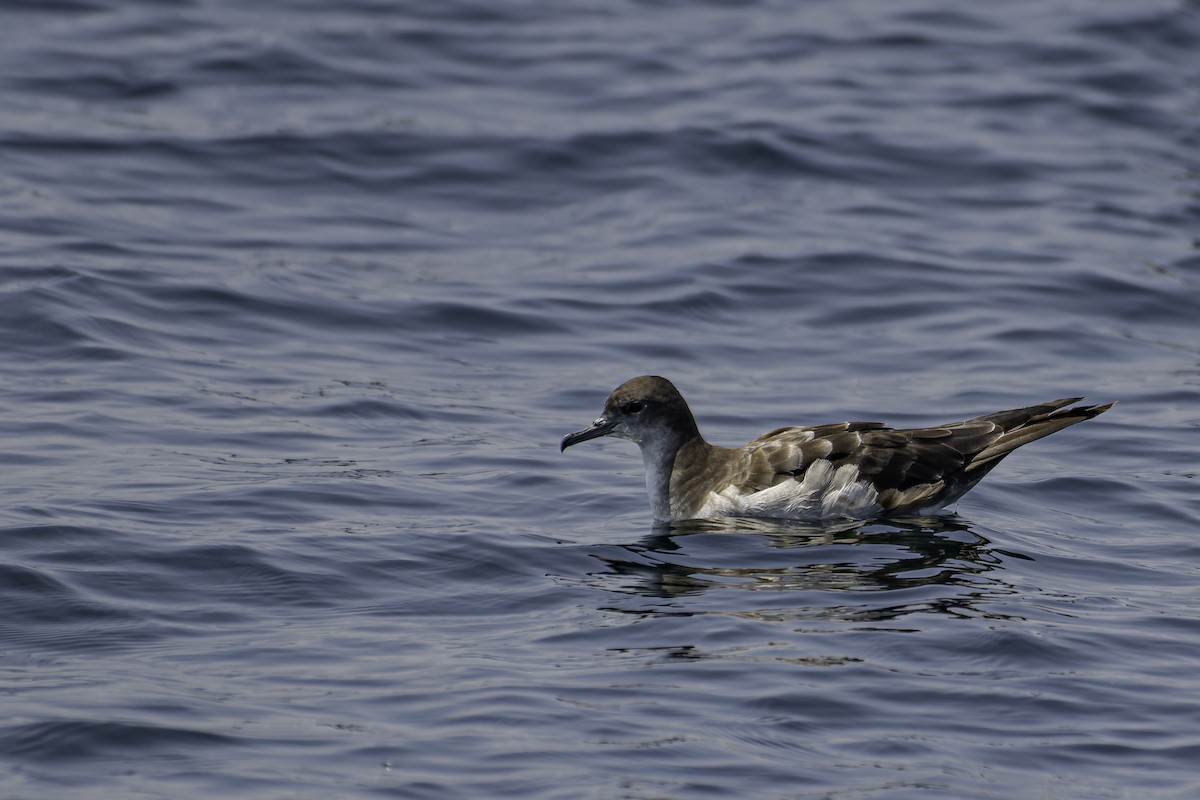 Wedge-tailed Shearwater - ML619786557