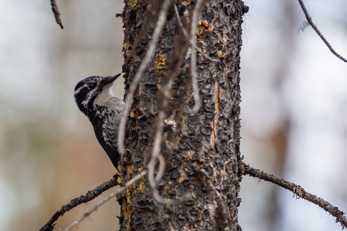 American Three-toed Woodpecker (Rocky Mts.) - ML619786574