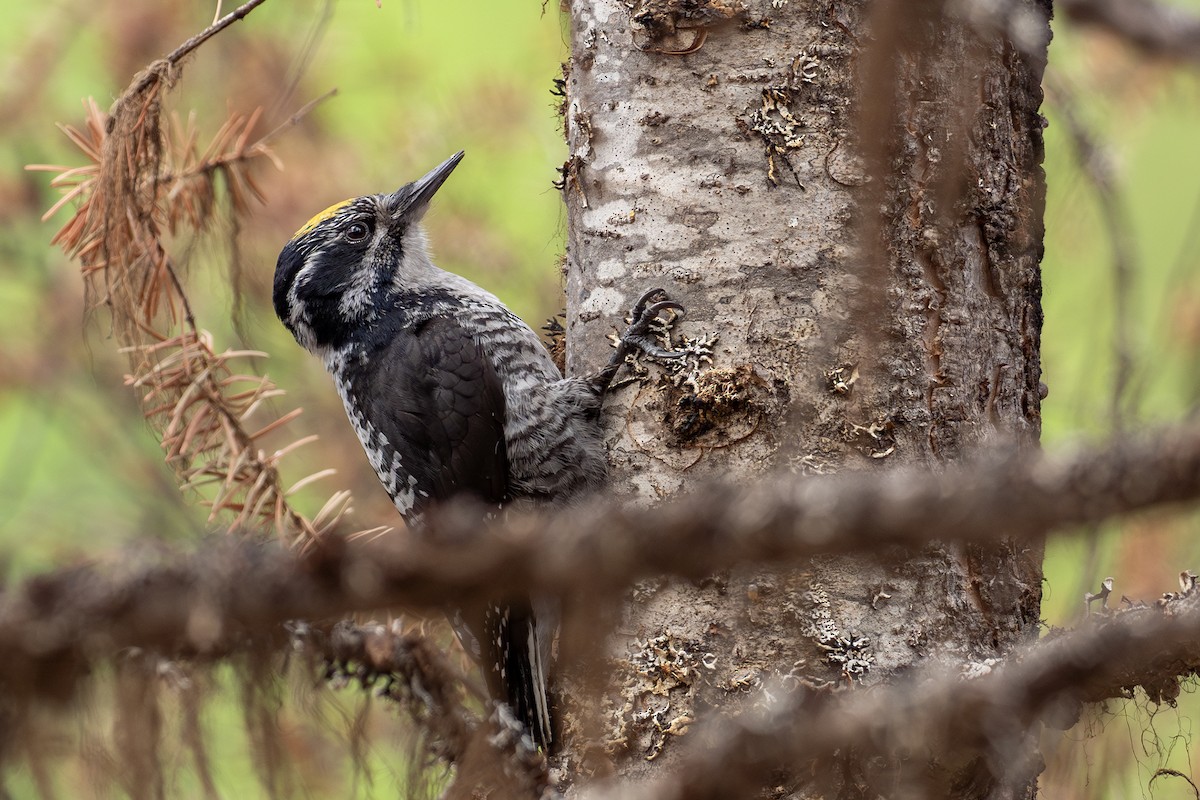 American Three-toed Woodpecker (Rocky Mts.) - ML619786575