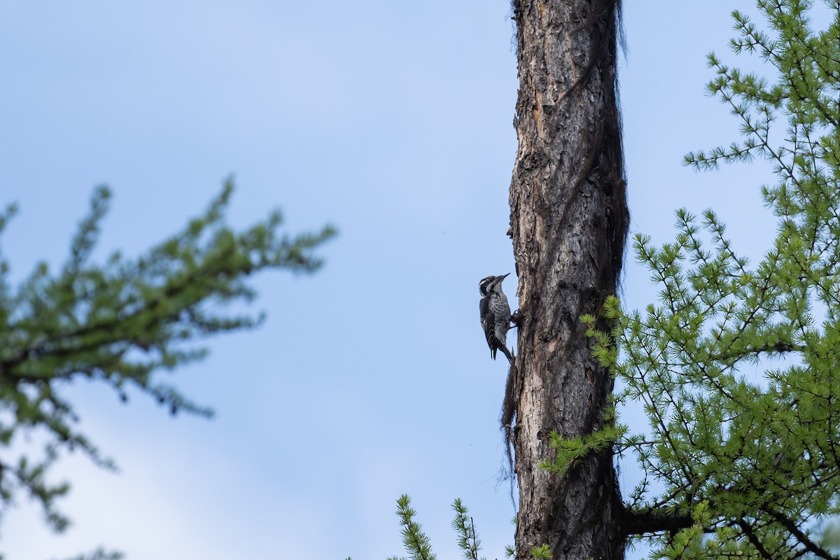 American Three-toed Woodpecker (Rocky Mts.) - ML619786576