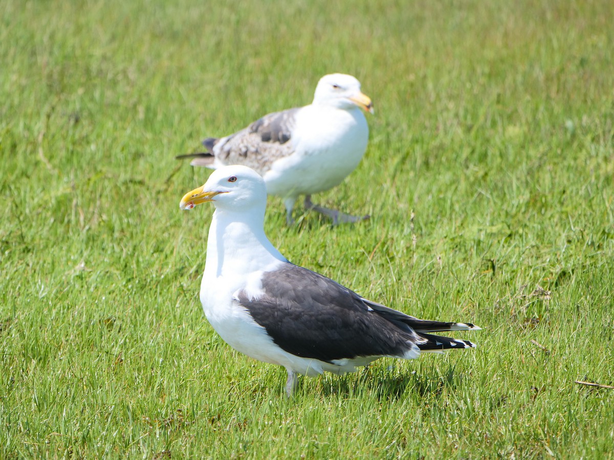 Great Black-backed Gull - ML619786596