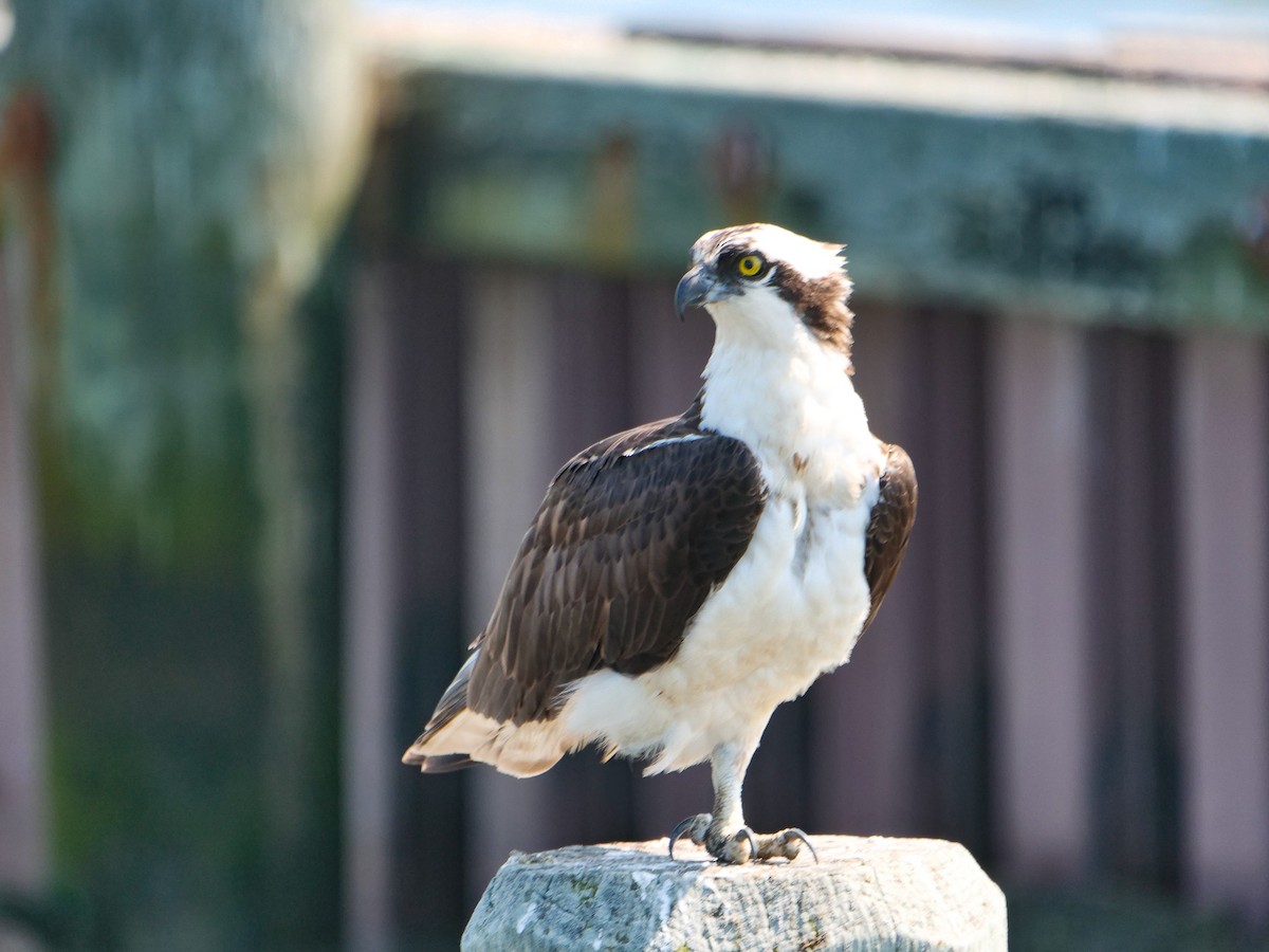 Osprey - ML619786611