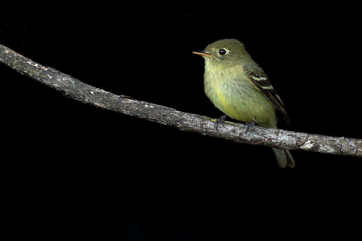 Yellow-bellied Flycatcher - ML619786617
