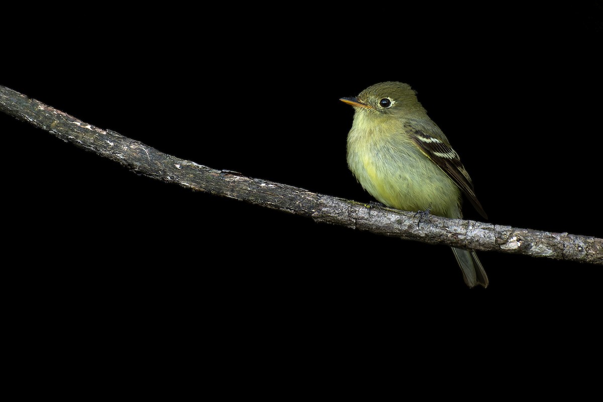 Yellow-bellied Flycatcher - Lory Cantin