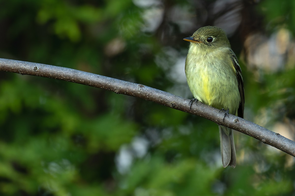 Yellow-bellied Flycatcher - ML619786620