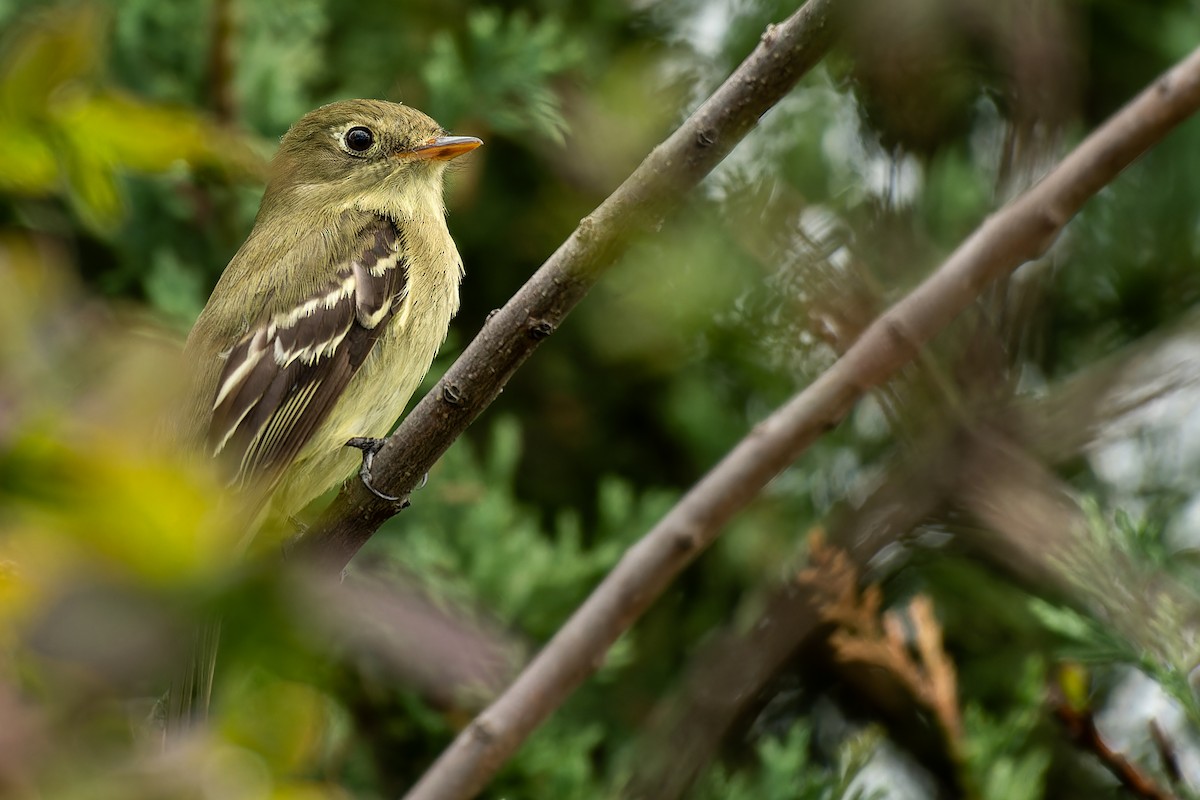 Yellow-bellied Flycatcher - ML619786621