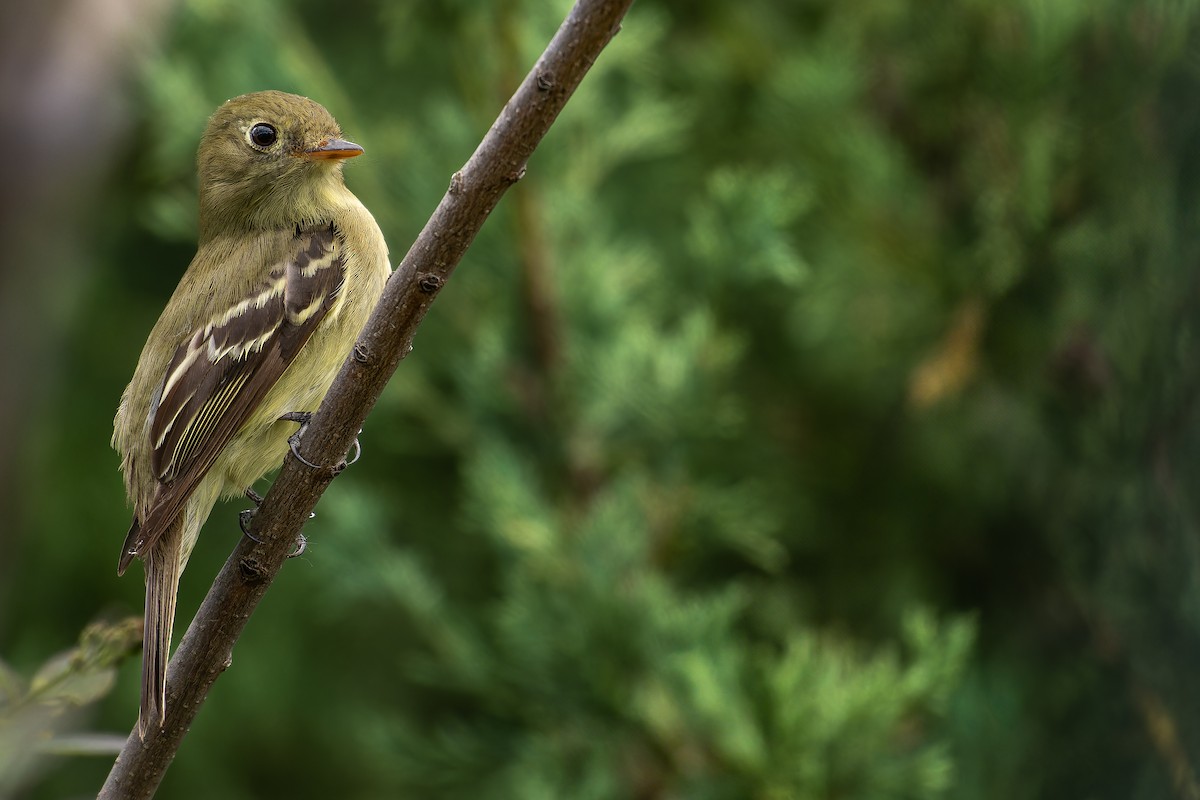 Yellow-bellied Flycatcher - ML619786622