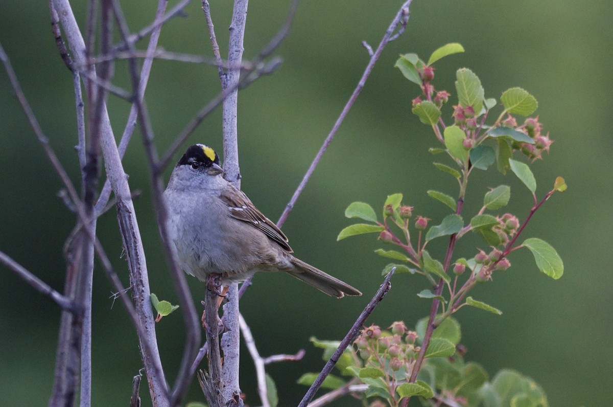 Golden-crowned Sparrow - ML619786648