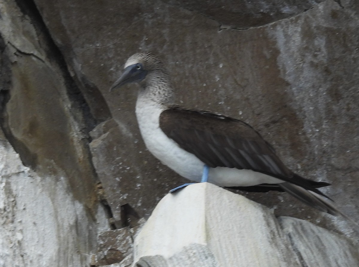 Blue-footed Booby - ML619786656