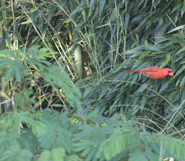 Northern Cardinal - ML619786668