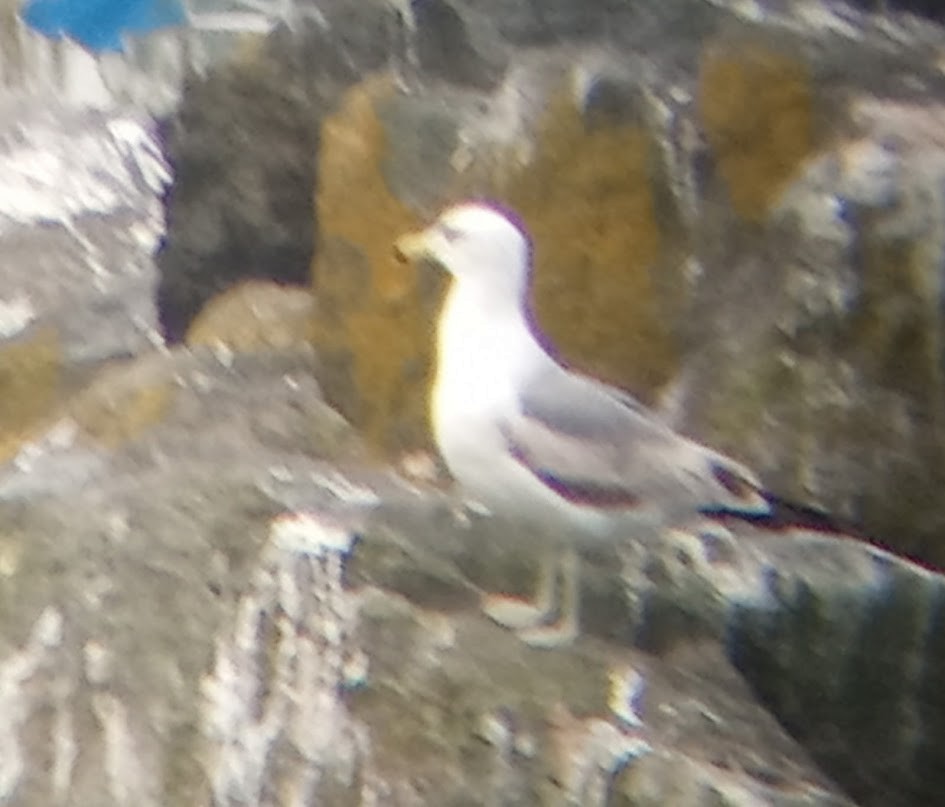 California Gull - ML619786681