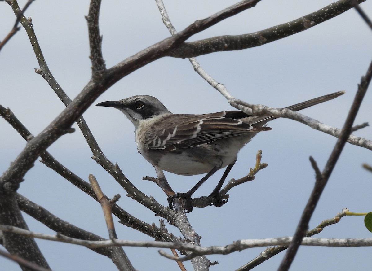 San Cristobal Mockingbird - ML619786688