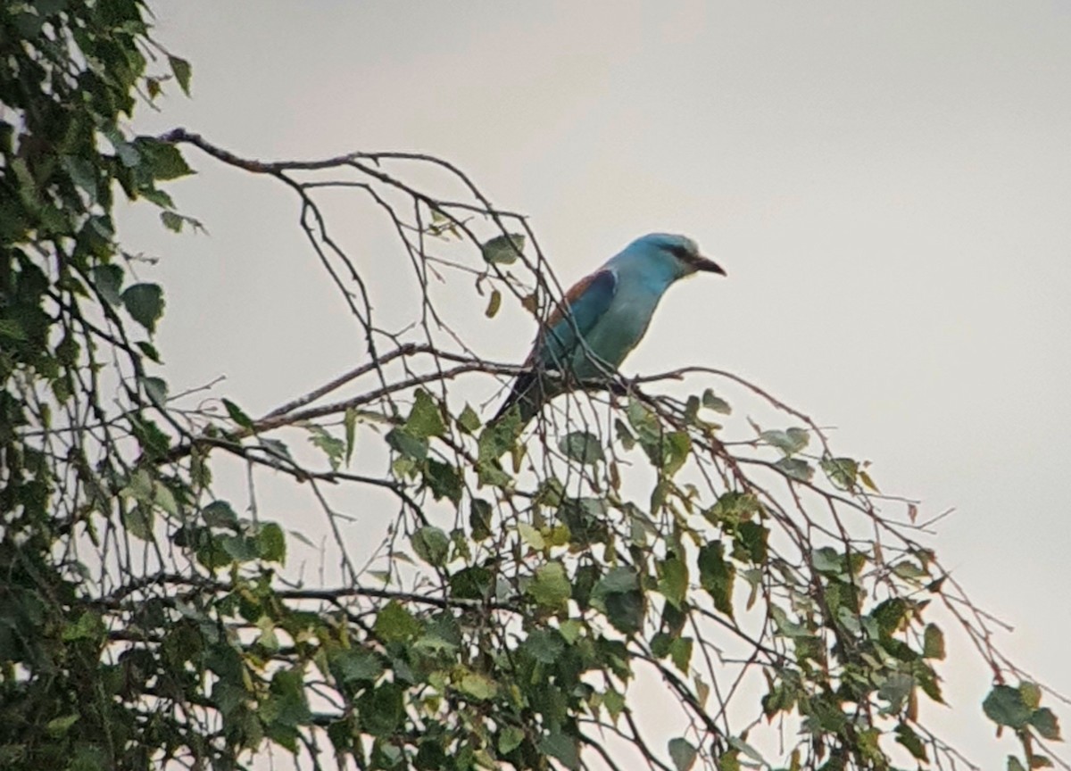 European Roller - Christoph Nissen