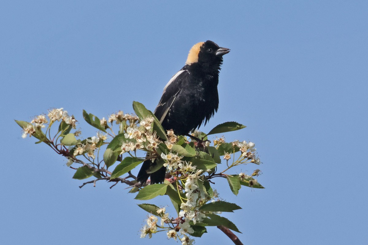 bobolink americký - ML619786698