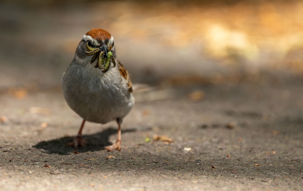 Chipping Sparrow - ML619786705